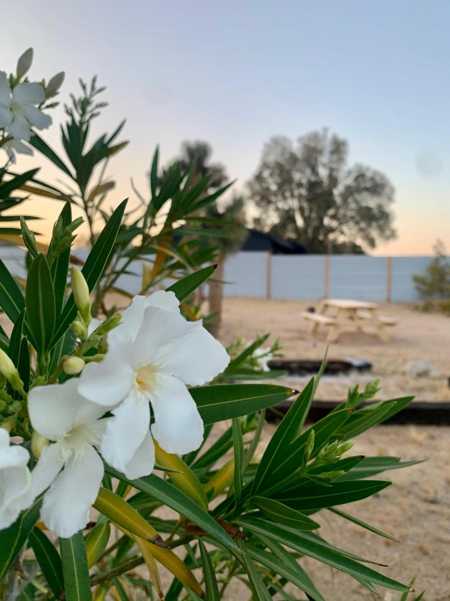 Casa Agave: Comfy Joshua Tree Cottage With Free Breakfast Bar Exteriör bild